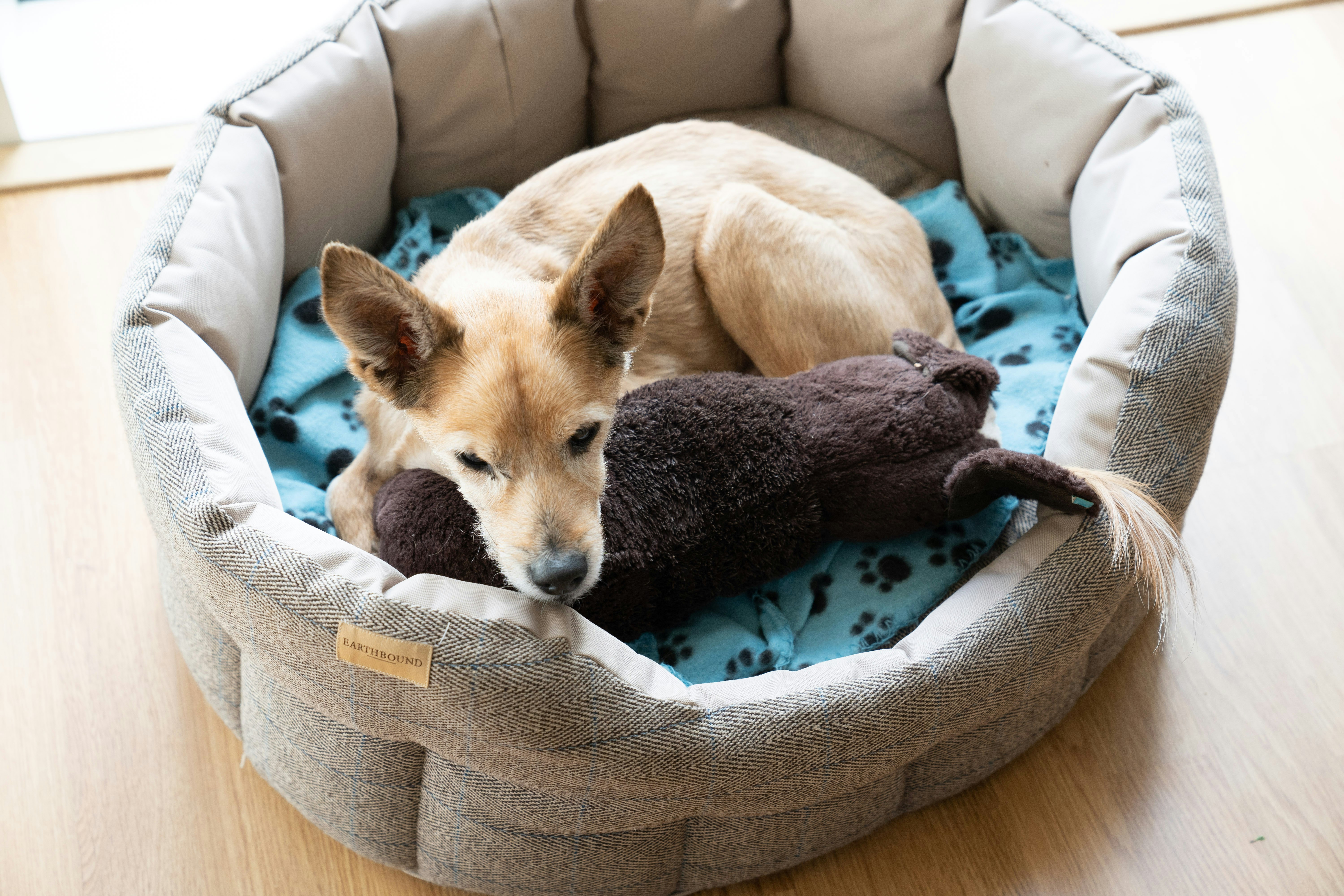 brown short coated dog lying on gray and black pet bed